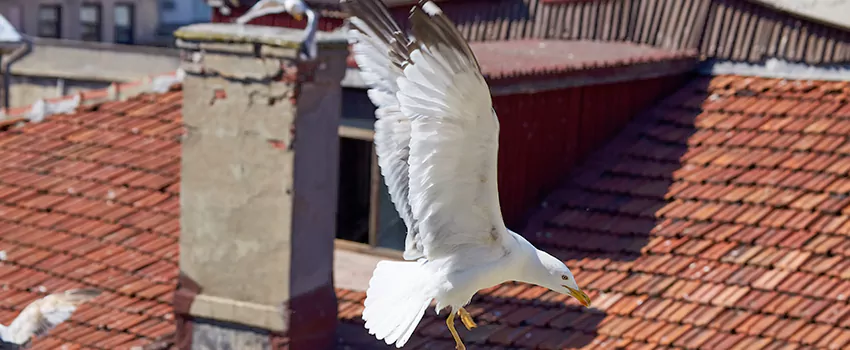 Residential Chimney Animal Removal Solution in Idylwood, VA