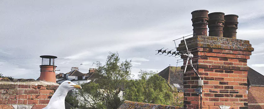 Chimney Cleaning And Restoration in Idylwood, Virginia